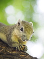 Squirrel on a tree eating beans. It's small and cute, nimble and smart.