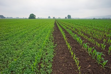 Fototapeta na wymiar Maisfeld mit und ohne Pflanzenschutzmittel