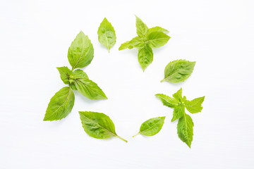  Basil leaves on white. Copy space