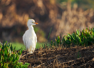 Intermediate Egret