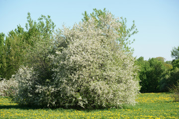Obraz premium Cherry blooms in the spring in the park