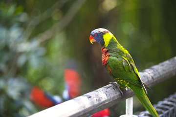 カラフルなインコ