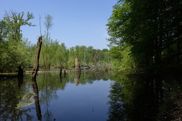 Moorteich im Kaltenhofer Moor in Schleswig-Holstein