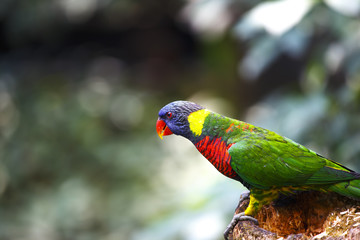 カラフルなインコ