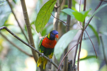カラフルなインコ