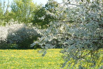 Cherry blooms in the spring in the park
