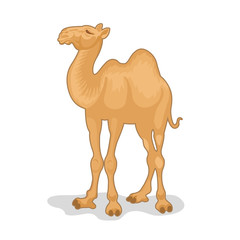 vector illustration of camel isolated on white background