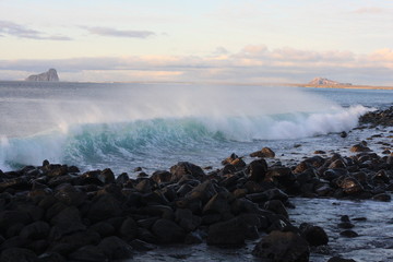 Wildlife in Galapagos islands, Ecuador