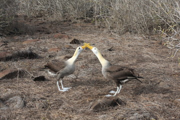Wildlife in Galapagos islands, Ecuador