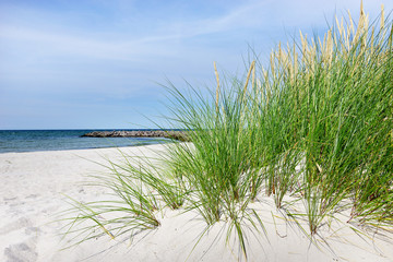 Ostsee Dünengras am  Meer