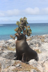 Wildlife in Galapagos islands, Ecuador