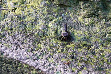 Closeup of a mossy screw