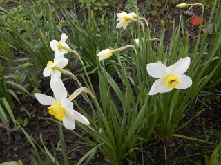 Fototapeta na wymiar белоснежные нарциссы - цветы весны