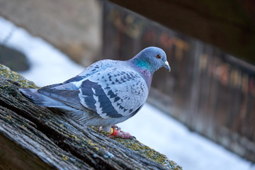 Closeup of a pigeon on a medieval wall.
