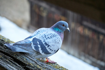 Closeup of a pigeon on a medieval wall.