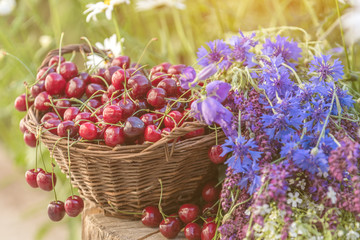 Beautiful spring background with cherries and flowers. Sunlight, sunset.