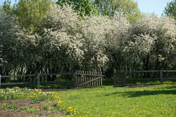 Cherry blooms in the spring in the park