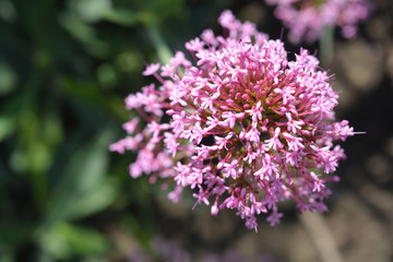 Fototapeta premium Red valerian