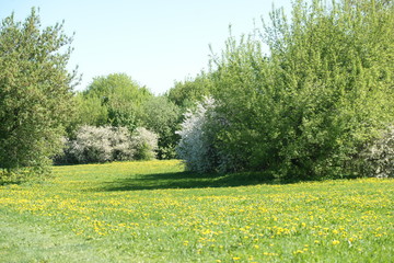 Cherry blooms in the spring in the park