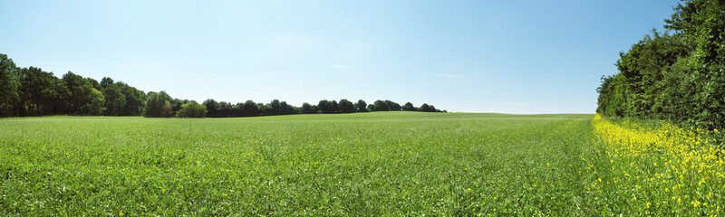 Raps an einer Wiese - Panorama