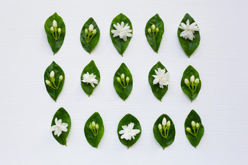 Obraz premium Jasmine flower with leaves on white.