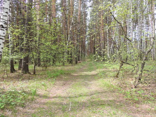 берёзовый лес