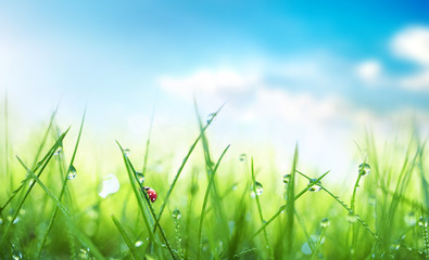 Fresh juicy young grass in droplets of morning dew and a ladybug in summer spring against blue sky...