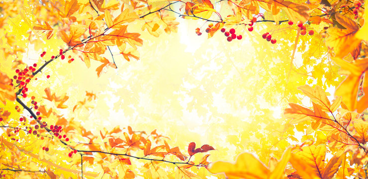 Beautiful bright autumn nature panoramic view,  background with frame of golden yellow leaves and orange autumn berries glows in sun, soft focus, free copy cpace.