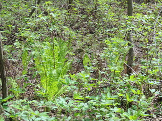 папоротник