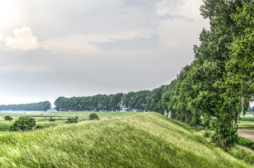 A gently curving dike planted with poplars seperates the polder from the wetlands on the island of Flakkee, the Netherlands