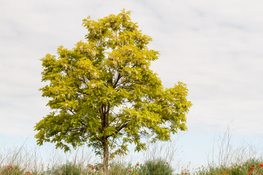 Robinia pseudoacacia en flor. Falsa acacia.
