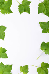  Green leaves on white background with round copy space in the center