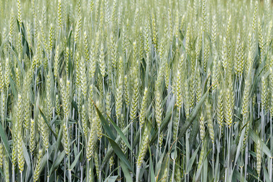 Campo de trigo verde. Trigal. Agricultura.