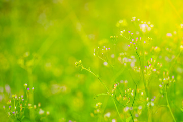 soft focus of purple flower grass in meadow