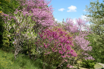 Fototapeta premium Blooomers on a spring day with nice sun. Mostly pink and violett.