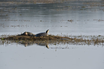 A pair of turtles sun bathing inside ranthambore tiger reserve