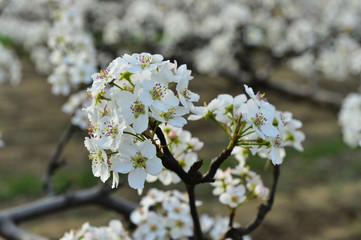 Pear flower in full bloom in spring