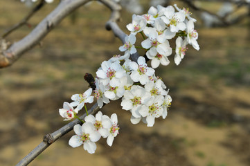 Pear flower in full bloom in spring