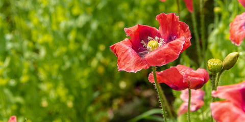 Obraz premium Field of poppies