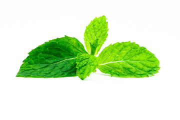 Kitchen mint leaf isolated on white background. Green peppermint natural source of menthol oil. Thai herb for food garnish. Herb for anti-flatulence and make confident fresh breath.