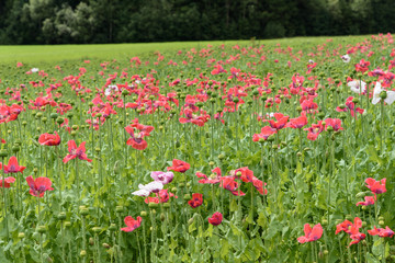 Obraz na płótnie Canvas Field of poppies