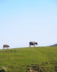 Naklejka premium Cows on the mountain