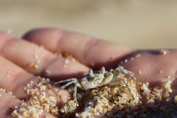 Tiny Crab