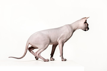 side view of beautiful sphynx cat looking away isolated on white