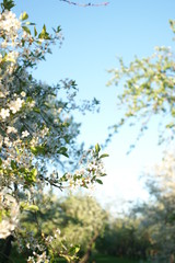 Cherry blooms in the spring in the park
