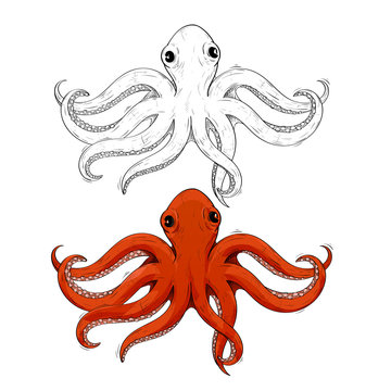 Octopus. Hand drawn sketch