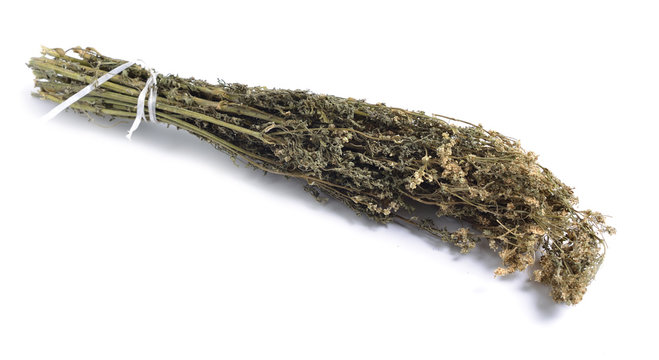 Dried medicinal herbs raw materials isolated on white. Conium maculatum
