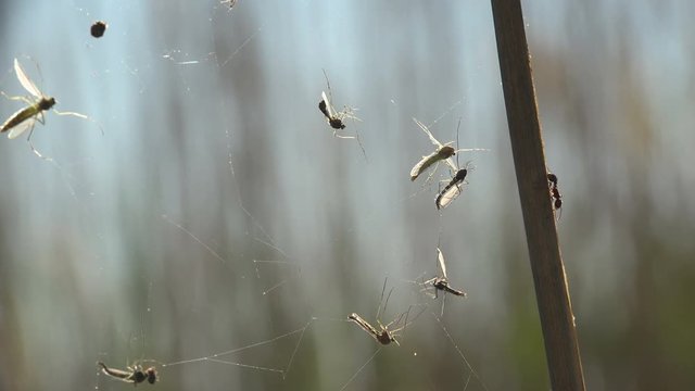 Insect close-up, Mosquito on spiderweb. Mosquitoes are of family Culicidae