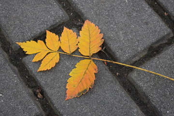 Yellow leaf