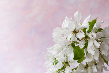 Gentle white apple tree flowers on trendy pale pink background with copy space.
